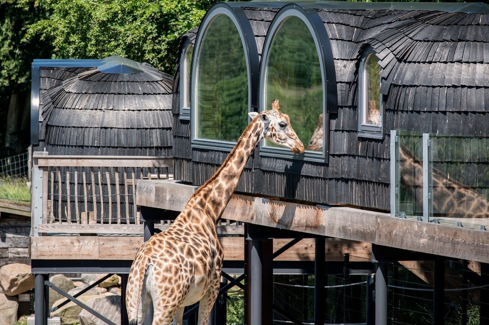Cabin in Denmark safari park