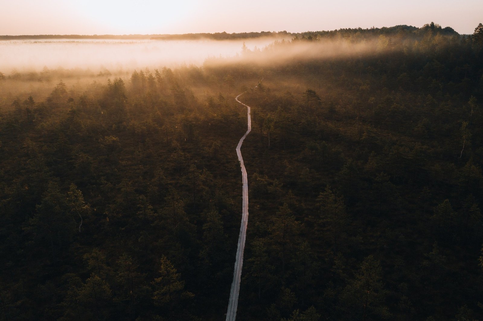 A wooden trail in a bog