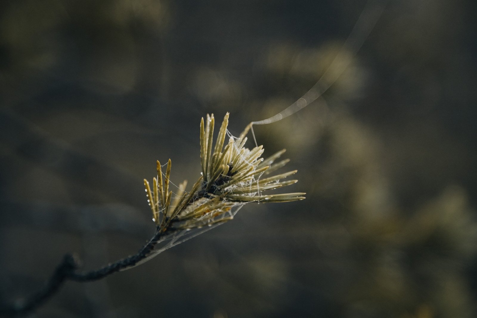 Spiderweb on a pine tree