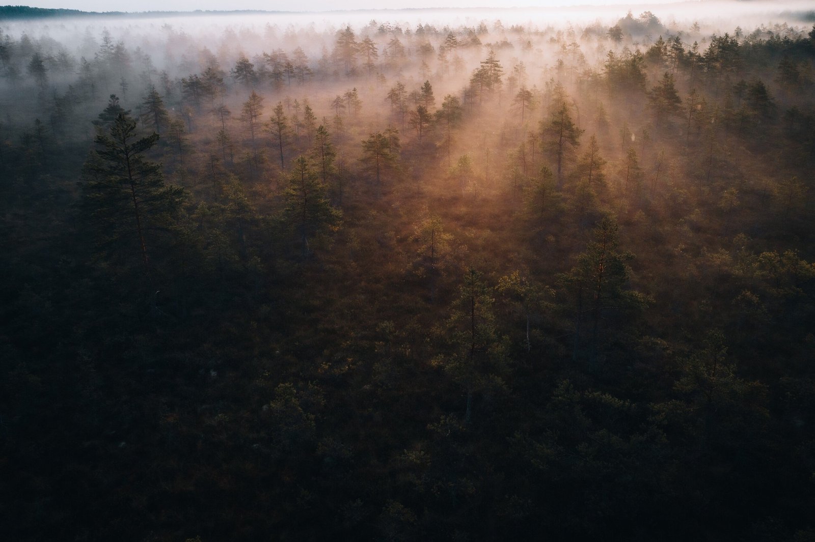 Forest in the morning